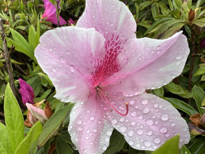 철쭉 풀크럼 - Rhododendron pulchrum