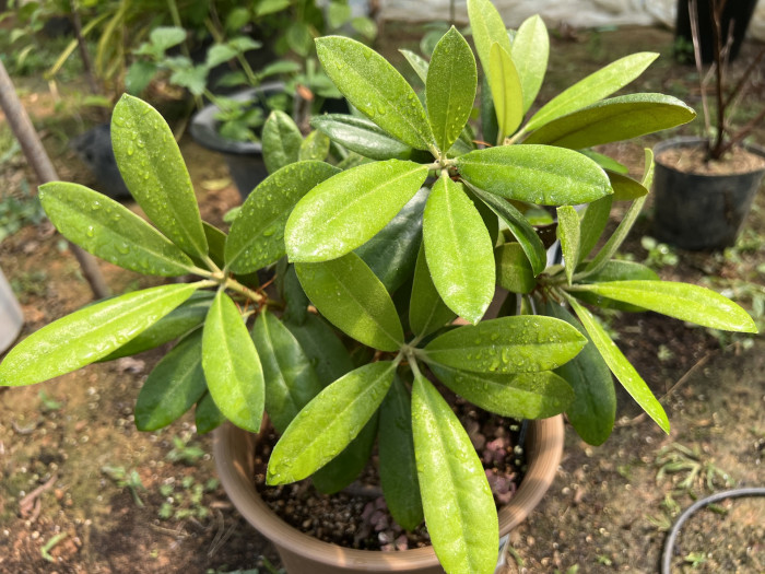 만병초 - Rhododendron brachycarpum D.Don ex G.Don