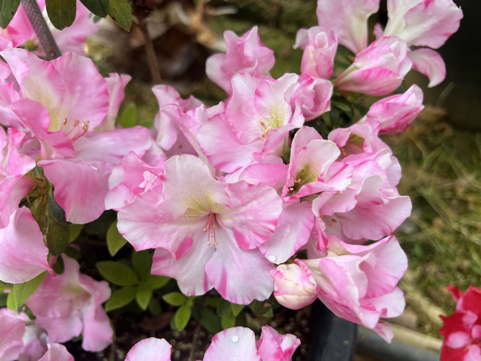 아젤리아  불꽃 - Azalea