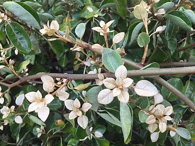 보리밥나무 사진 - Elaeagnus macrophylla Thunb. Photos