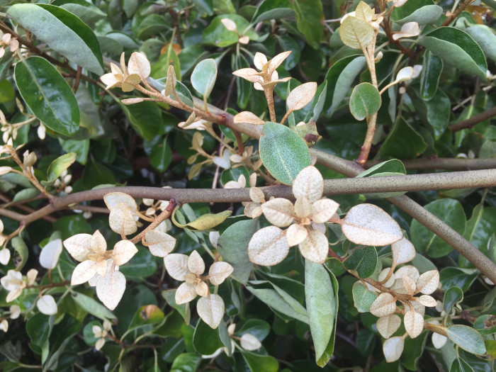 보리밥나무 - Broad-leaf Oleaster, Elaeagnus macrophylla Thunb.