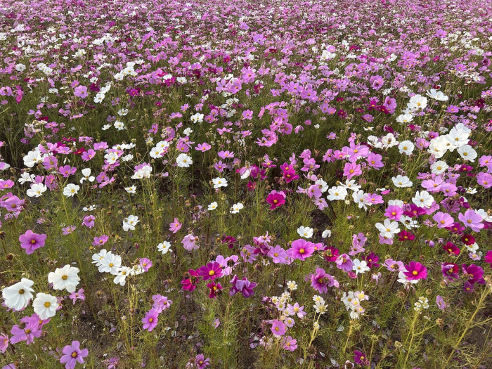 코스모스 - Browallia speciosa, Cosmos bipinnatus
