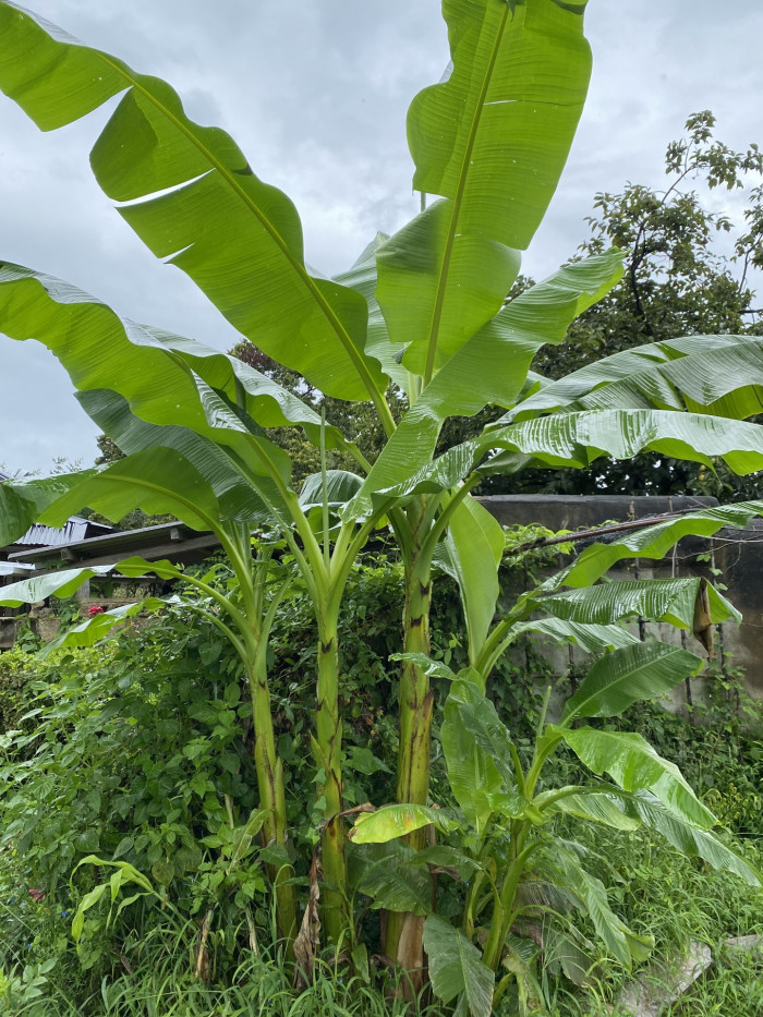 파초 - Japanese banana, Japanese fibre banana, hardy banana, Musa basjoo Siebold & Zucc.