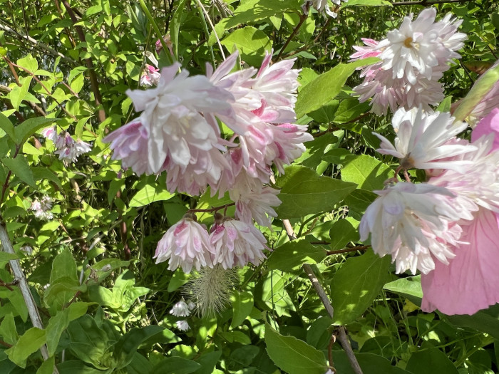 빈도리 - Deutzia crenata Siebold & Zucc.