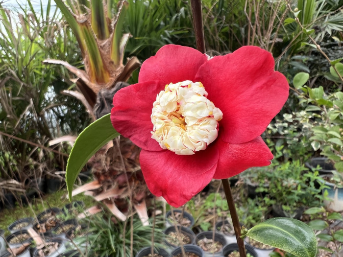 월광 동백 - Camellia Japonica