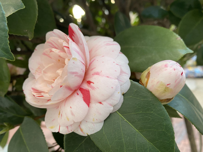 동백나무 - Camellia japonica L.