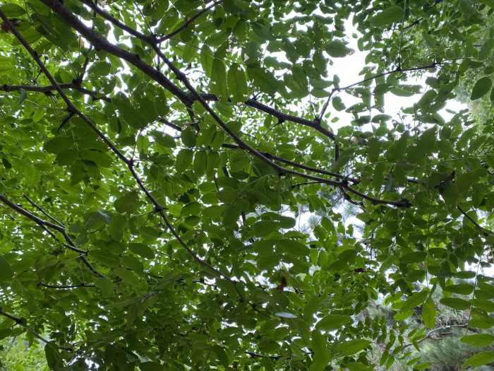 주엽나무 - Gleditsia japonica Miq.