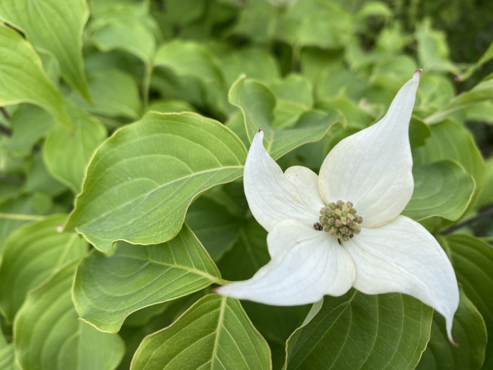 산딸나무 - Cornus , Cornus kousa