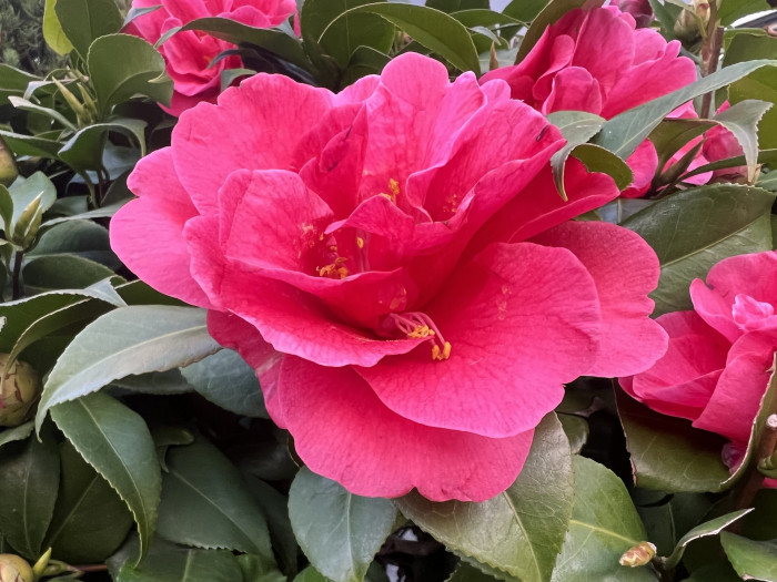 동백나무 - Camellia japonica L.