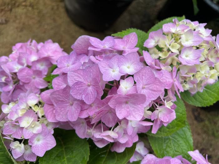 렛츠댄스 빅밴드 수국 - Hydrangea macrophylla Big Band