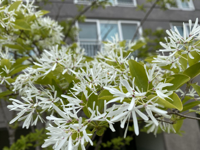이팝나무 - Chinese Fringe Tree, Chionanthus retusus Lindl. & Paxton