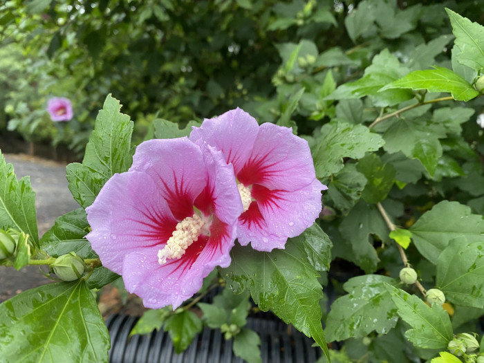 무궁화 - Rose of Sharon, Hibiscus syriacus L.