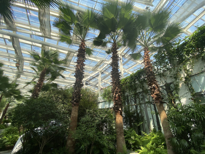 워싱턴야자 - Washington palm, California Fan Palm, Washingtonia filifera