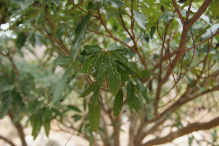 센달나무 - Machilus japonica Siebold & Zucc.