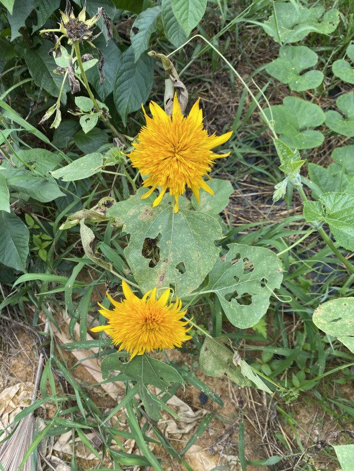 해바라기 - Sunflower, Helianthus annuus