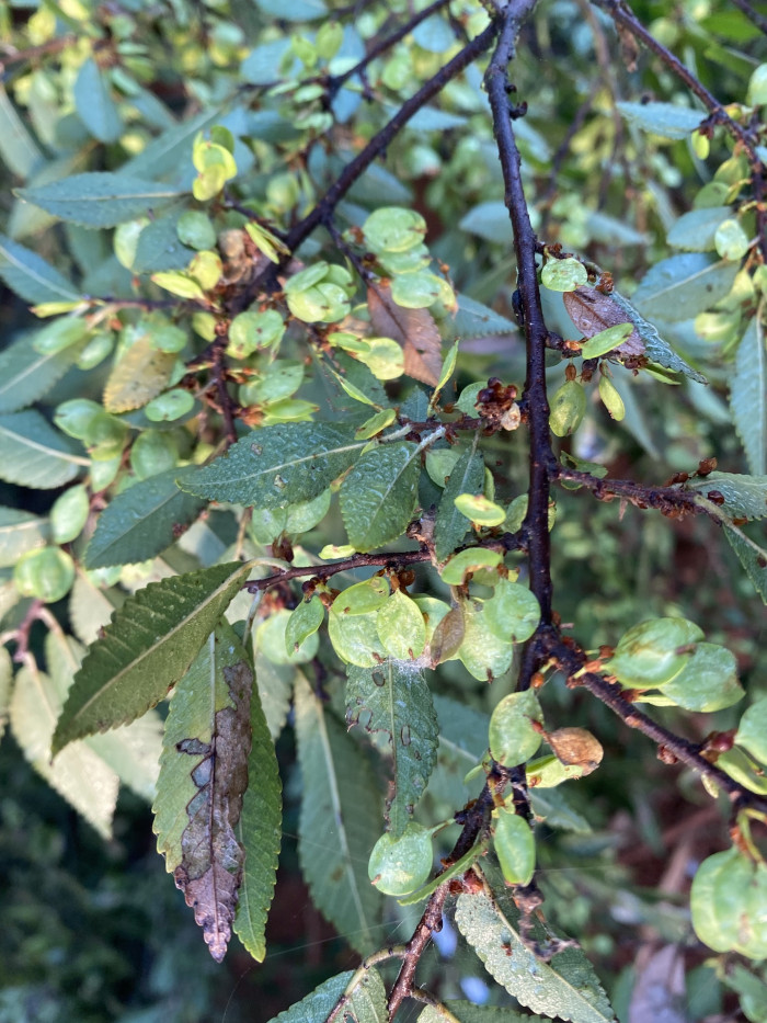 참느릅나무 - autumn elm, Ulmus parvifolia Jacq.