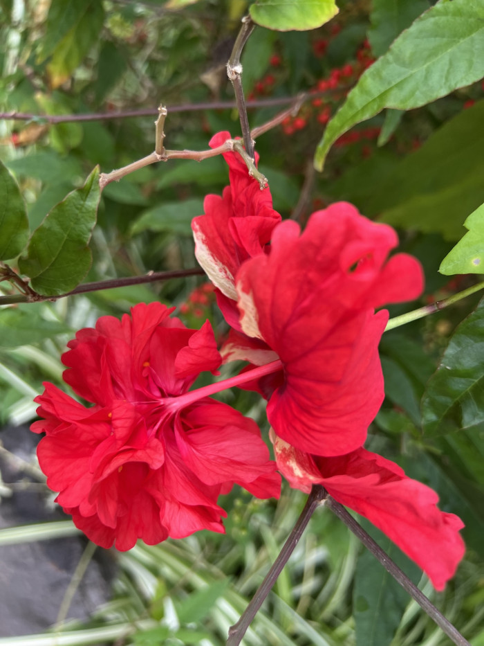 하와이무궁화 - hawaiian hibiscus, Hibiscus rosa-sinesis L.