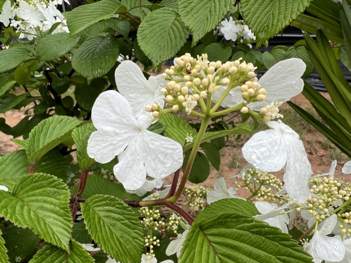 라나스덜꿩나무 - Viburnum plicatum