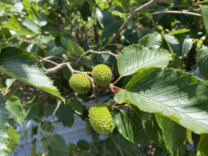 오리나무 - Alnus japonica (Thunb.) Steud.