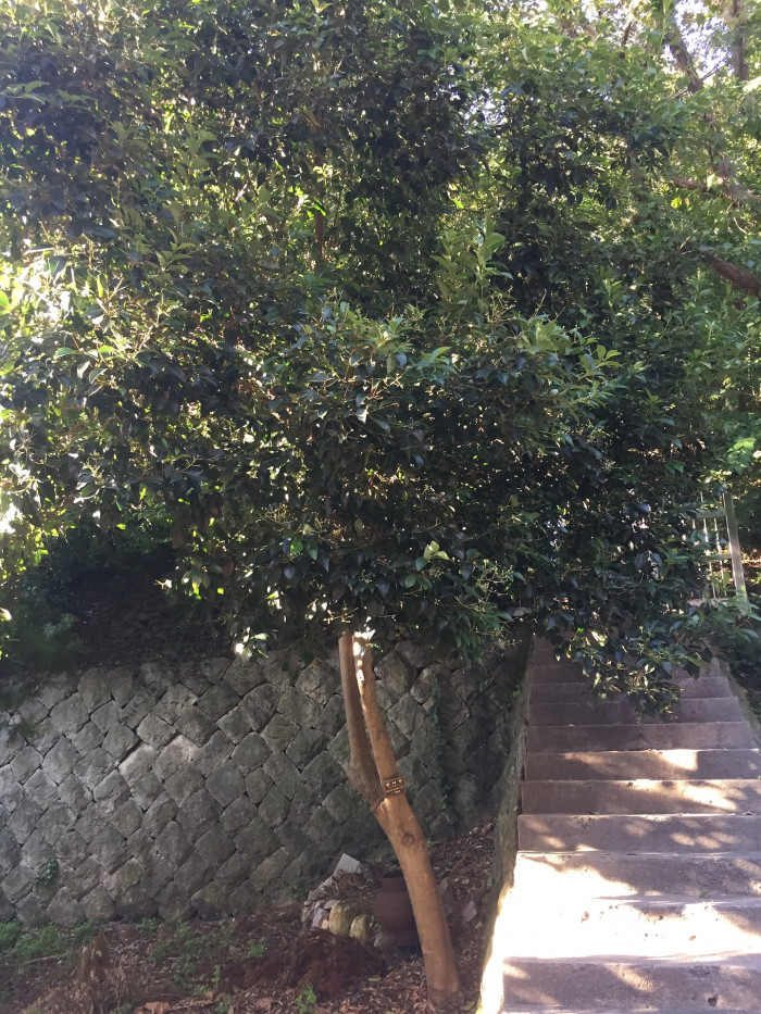 광나무 - Ligustrum japonicum Thunb. var. japonicum