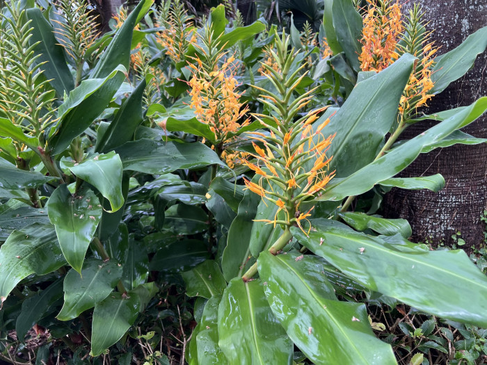 헤디키움 가드네리아눔 - Kahili Ginger, Kahila Garland-lily, Hedychium gardnerianum