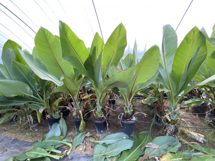 나무바나나 - False Banana,Ethiopian Banana, Ensete ventricosum