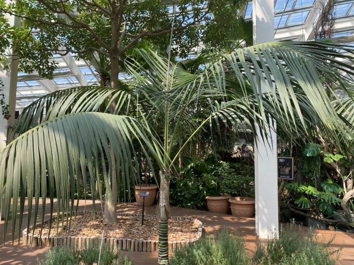 켄차야자 - Kentia palm, Howea Forsterana