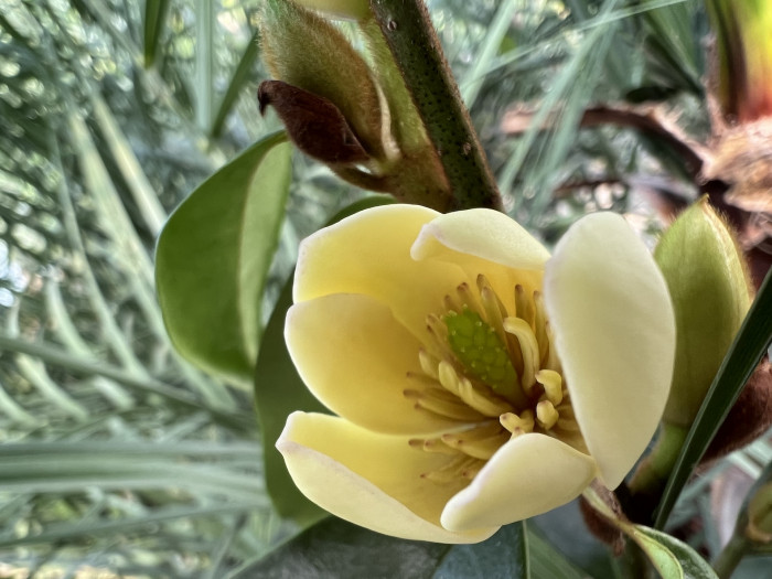 함소화 - Magnolia Figo