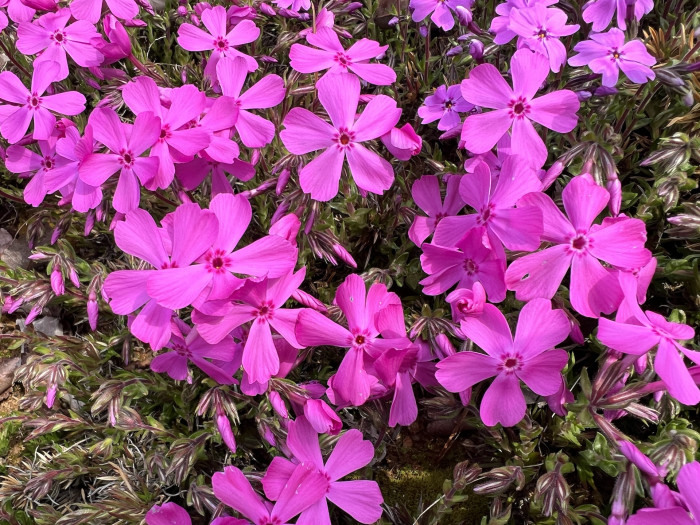 지면패랭이꽃 - Phlox Subulata