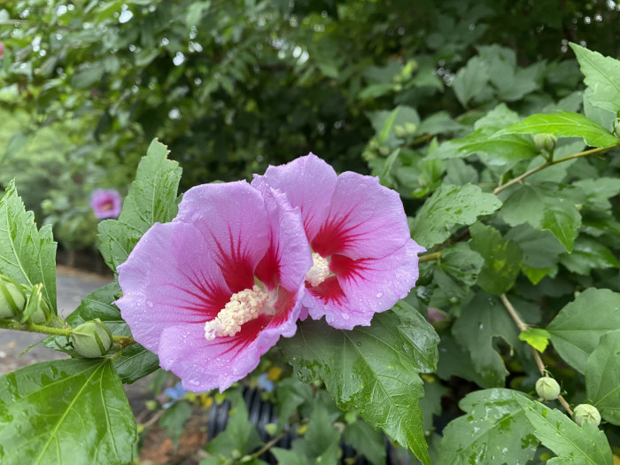 무궁화 - Rose of Sharon, Hibiscus syriacus L.