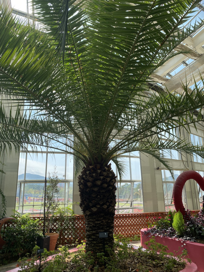 카나리아야자 - Canary Island date palm, Pineapple palm, Phoenix canariensis