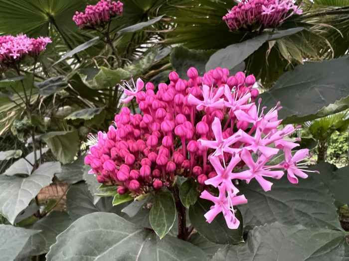 꽃누리장 - Rose glory bower, Kashmir bouquet, Mexican hydrangea, Cashmir bouquet