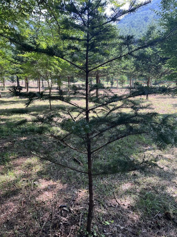 전나무 -  Needle fir, Abies holophylla Maxim.