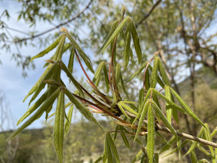복자기 - Three-flower maple, Acer triflorum Kom.