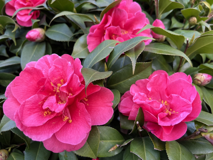 동백나무 - Camellia japonica L.