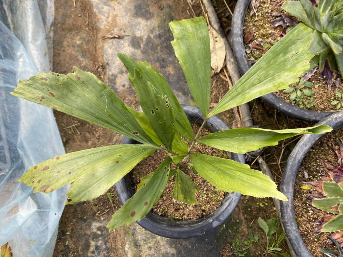 공작야자 - Fish tail palm, Caryota mitis