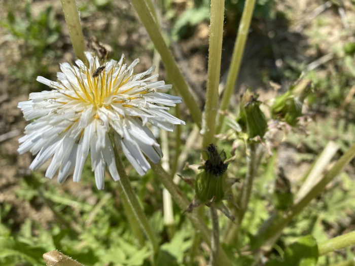 흰민들레 - Taraxacum coreanum Nakai