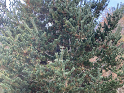 섬잣나무 사진 - Pinus parviflora Siebold & Zucc. Photos