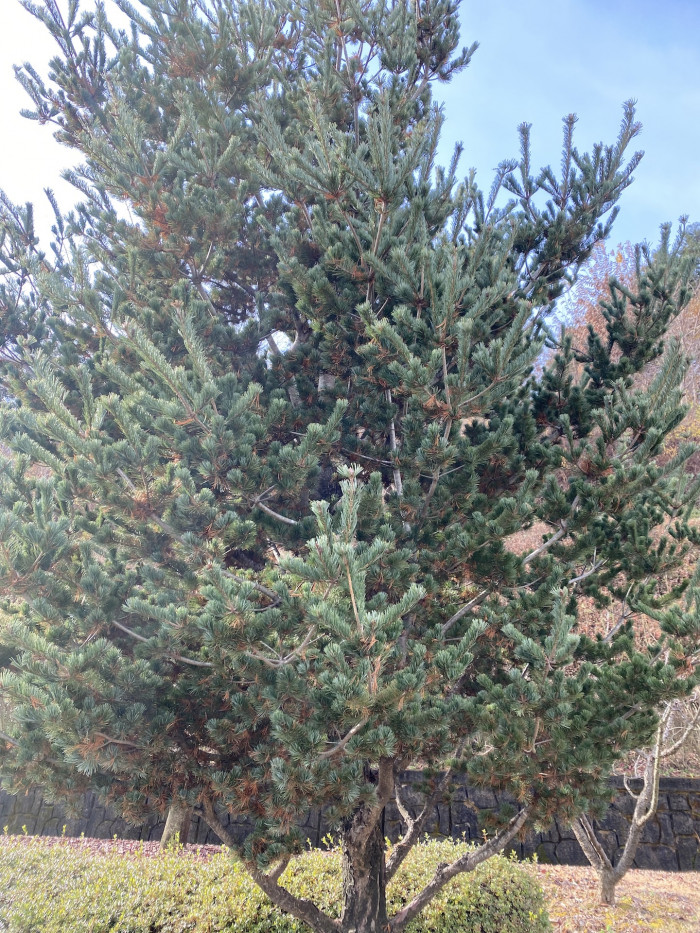 섬잣나무 - Pinus parviflora Siebold & Zucc.