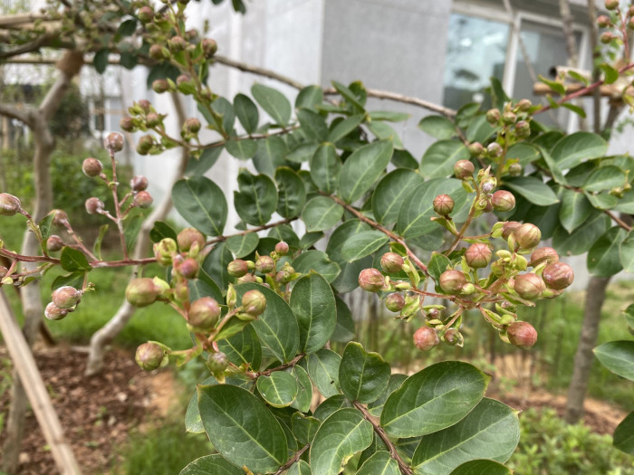 배롱나무 - Crape myrtle, Lagerstroemia indica