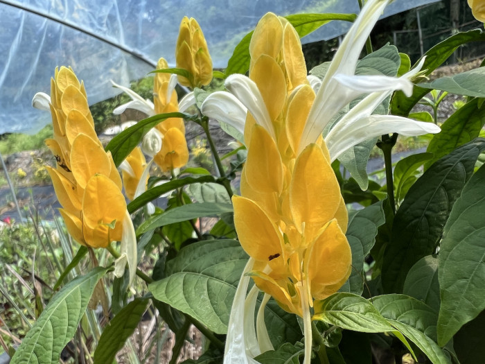 노란새우꽃 - Yellow shirmp plant, Pachystachys lutea Nees