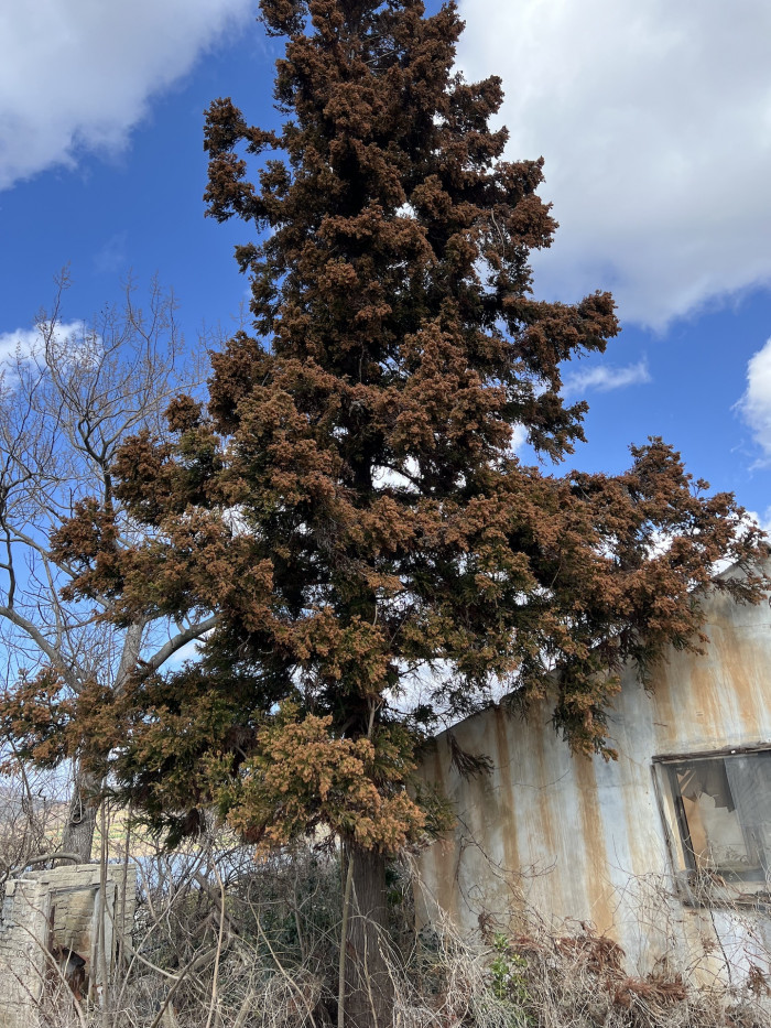 삼나무 - Cryptomeria Japonica