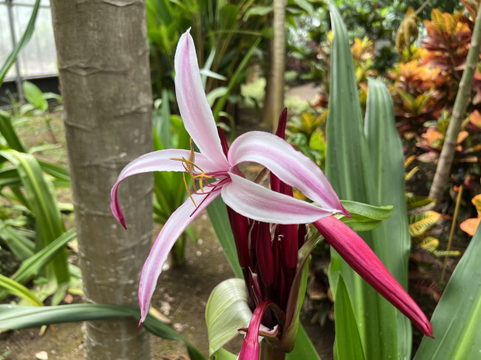문주란 - poison bulb, giant crinum lily, grand crinum lily, spider lily, Crinum asiaticum var. japonicum Baker