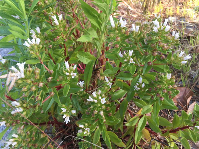 갯까치수염 - Lysimachia mauritiana Lam.