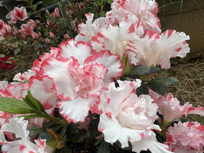 아젤리아 네오폴드 - Azalea