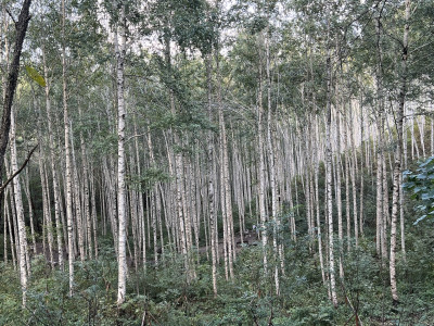 자작나무 사진 - Betula pendula Roth Photos