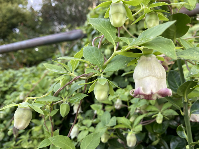 더덕 - Codonopsis lanceolata (Siebold & Zucc.) Trautv.