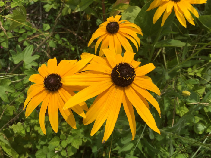 천인국 - Indian blanket, Gaillardia pulchella Foug.