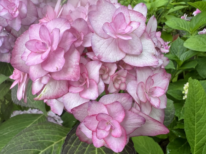 미스사오리 수국 - Hydrangea Macrophylla