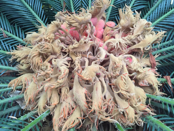 소철 - Cycas revoluta Thunb.